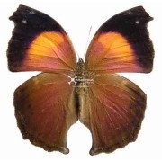 Lilac Mother-of-Pearl butterfly